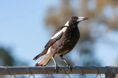 Magpie mayhem: which states have had the most swooping this year