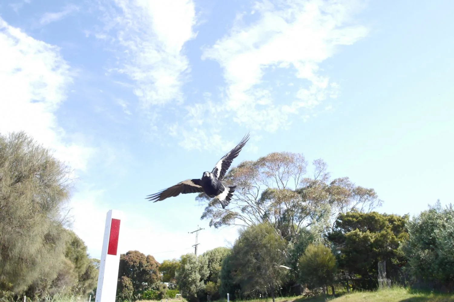 magpie-attacks-mid-air