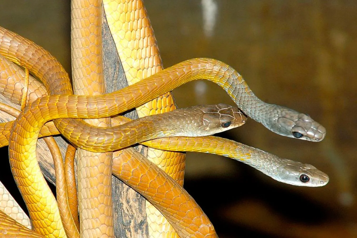 common-green-tree-snake