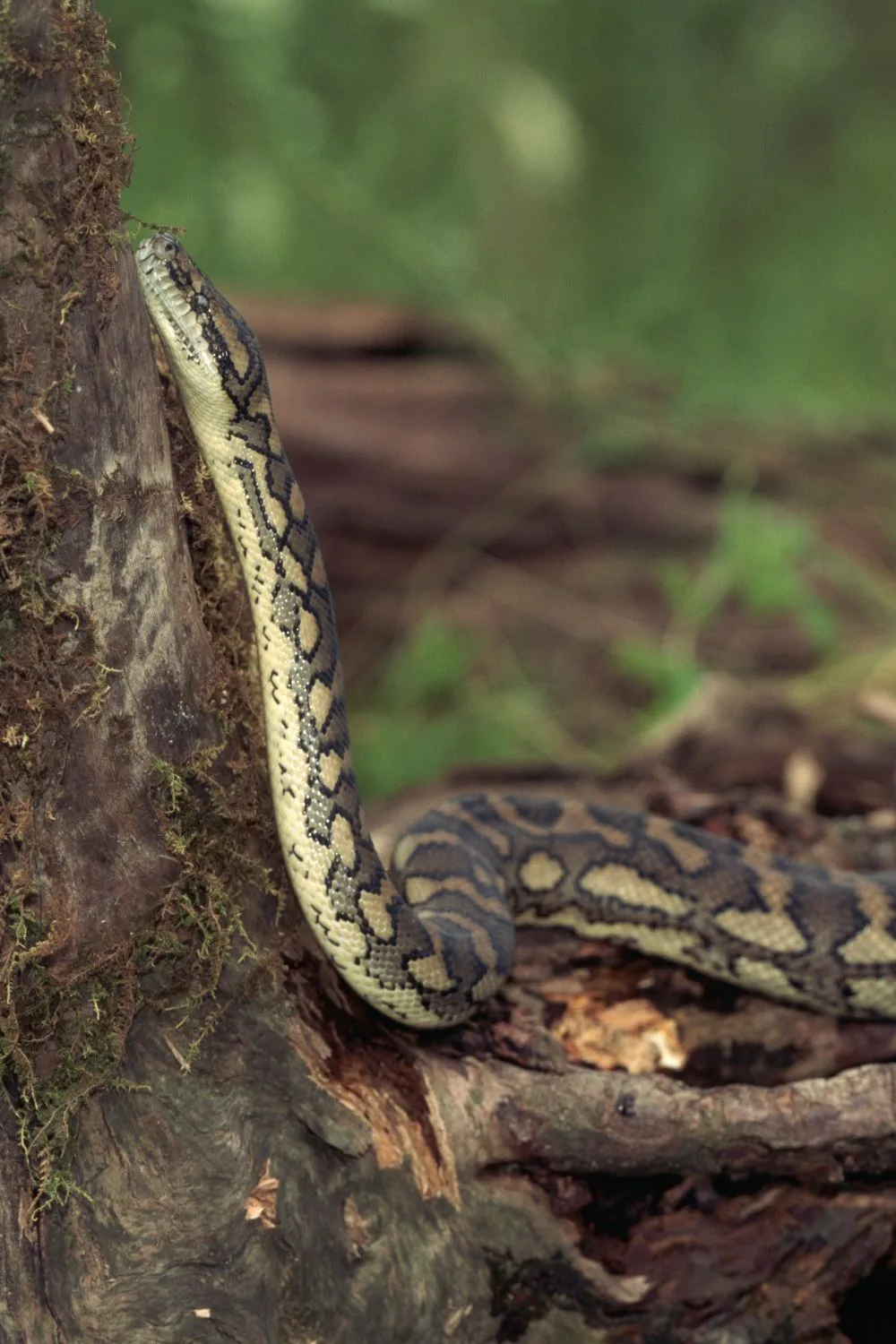 carept-python-in-garden