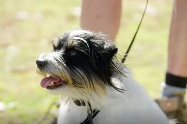 Why does my dog not like to go on long walks?