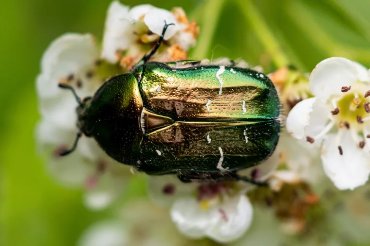 Where have all the Christmas beetles gone?