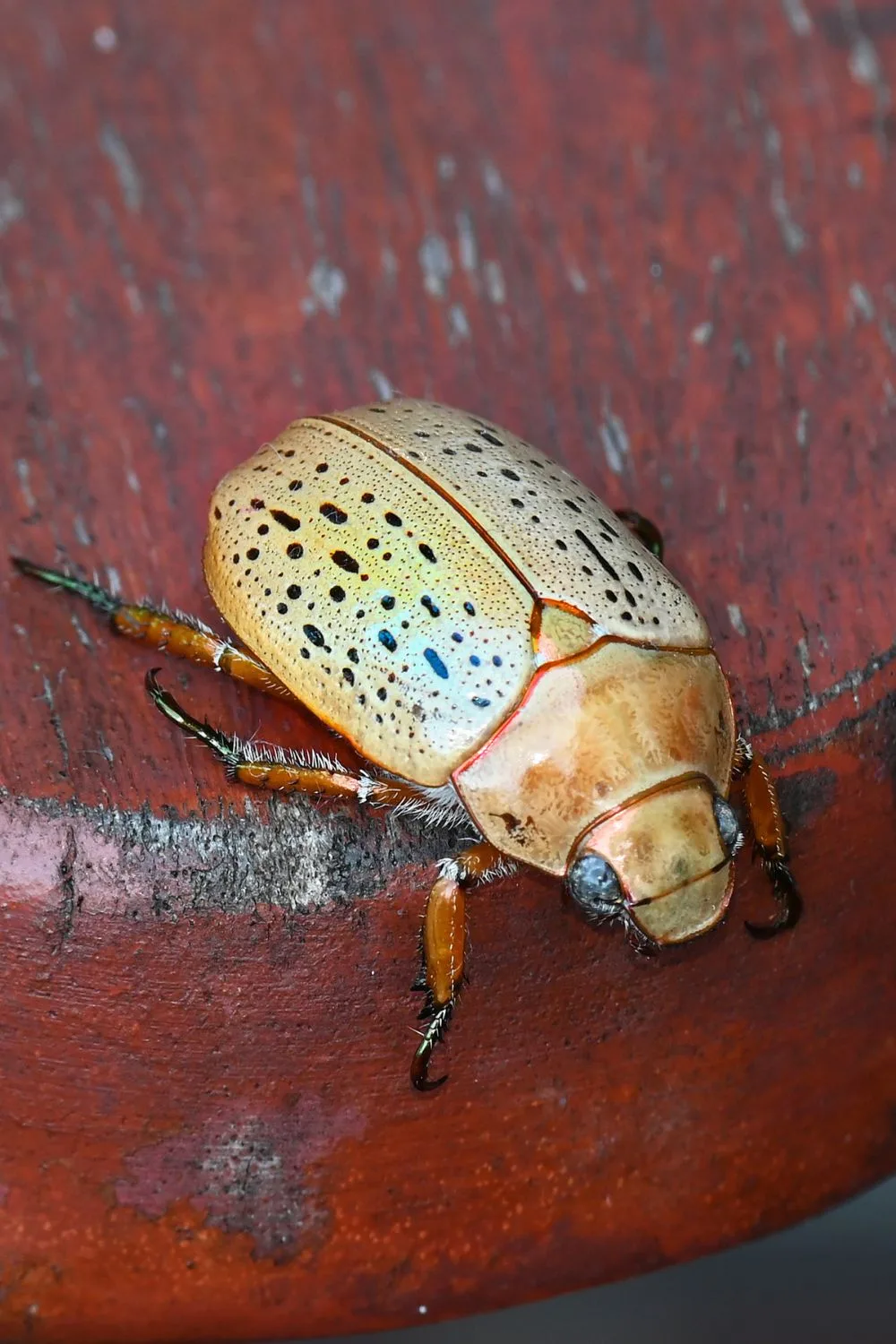 australian-christmas-beetle