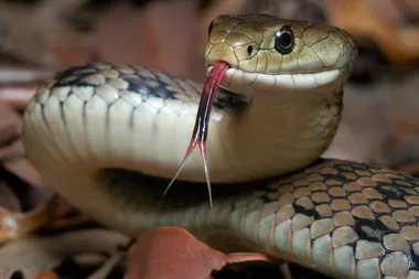 What to do if you find a snake in your house
