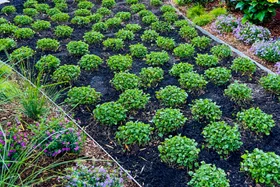 Charlie Albone&rsquo;s guide to planting a no-mow lawn