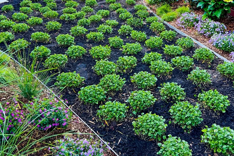 Charlie Albone’s guide to planting a no-mow lawn
