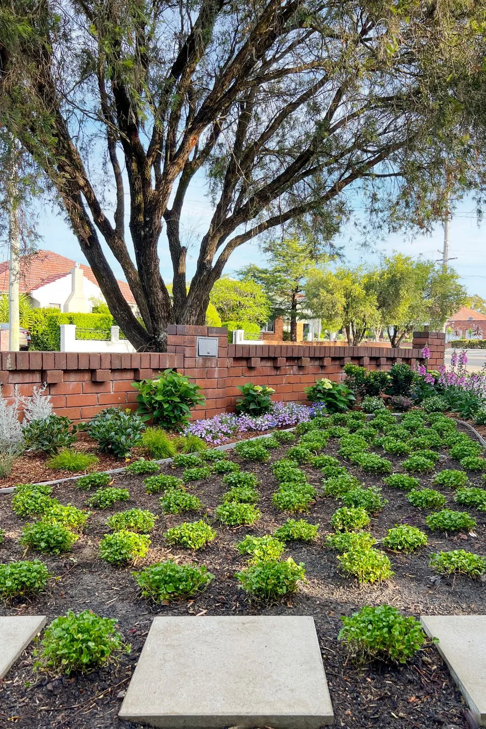 dichondra-lawn
