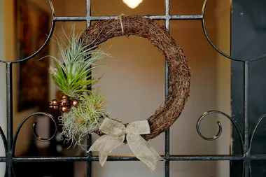 Plants for giving and decorating