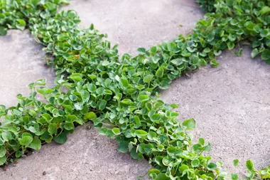 A no-mow lawn is the new gardening trend you need to know about