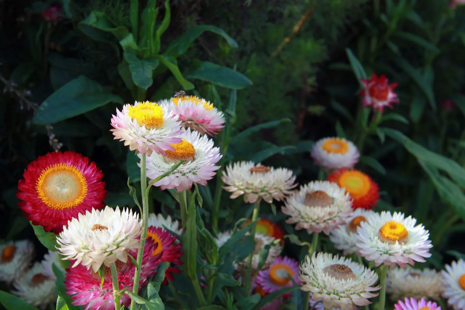 everlasting-daisy-lawn
