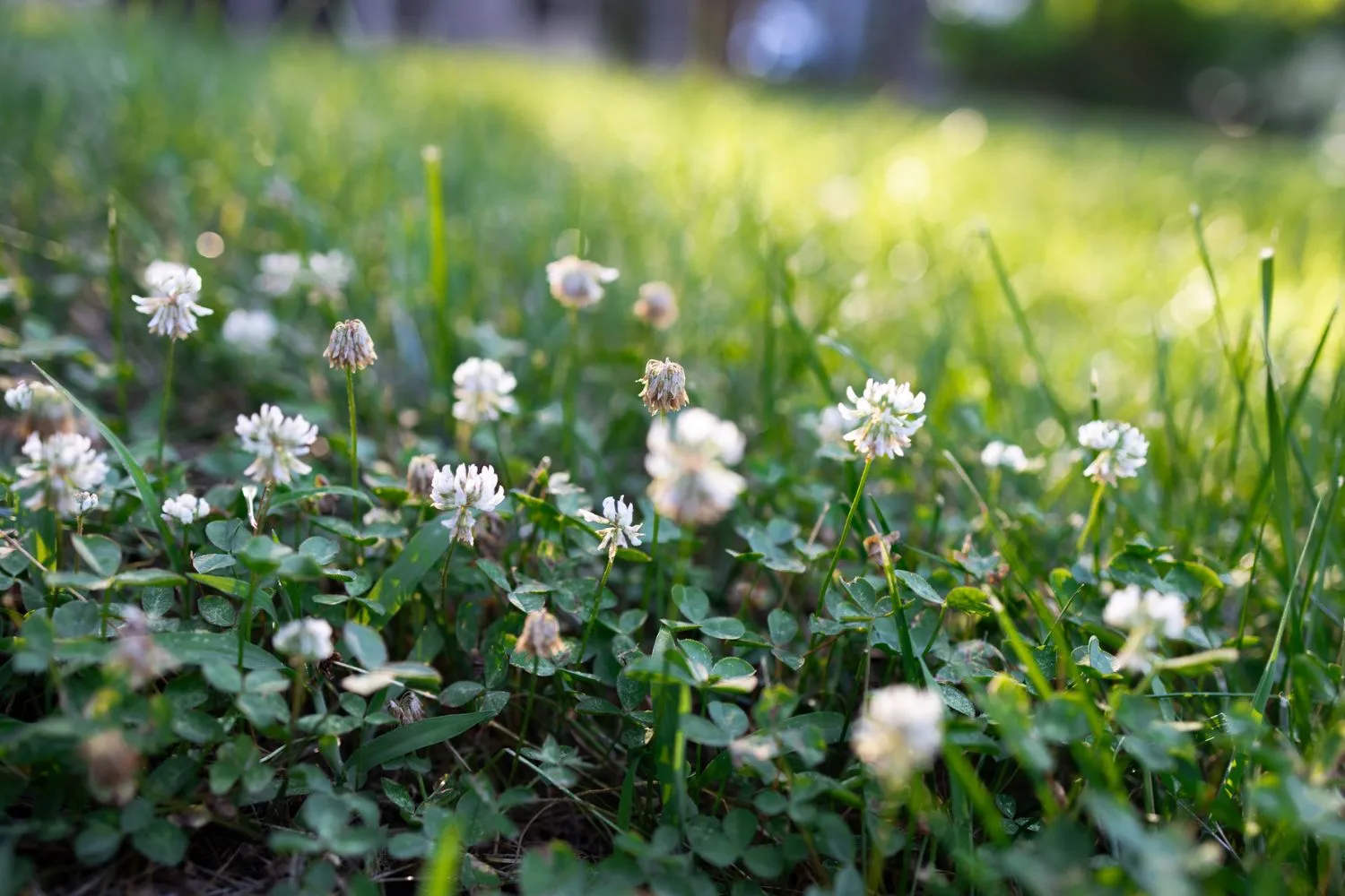 clover-lawn