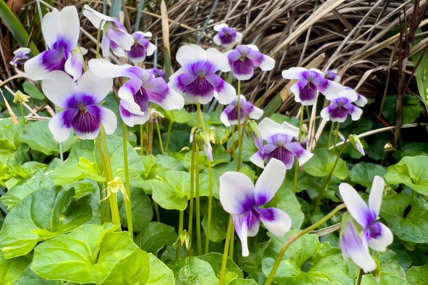 native-violet-lawn