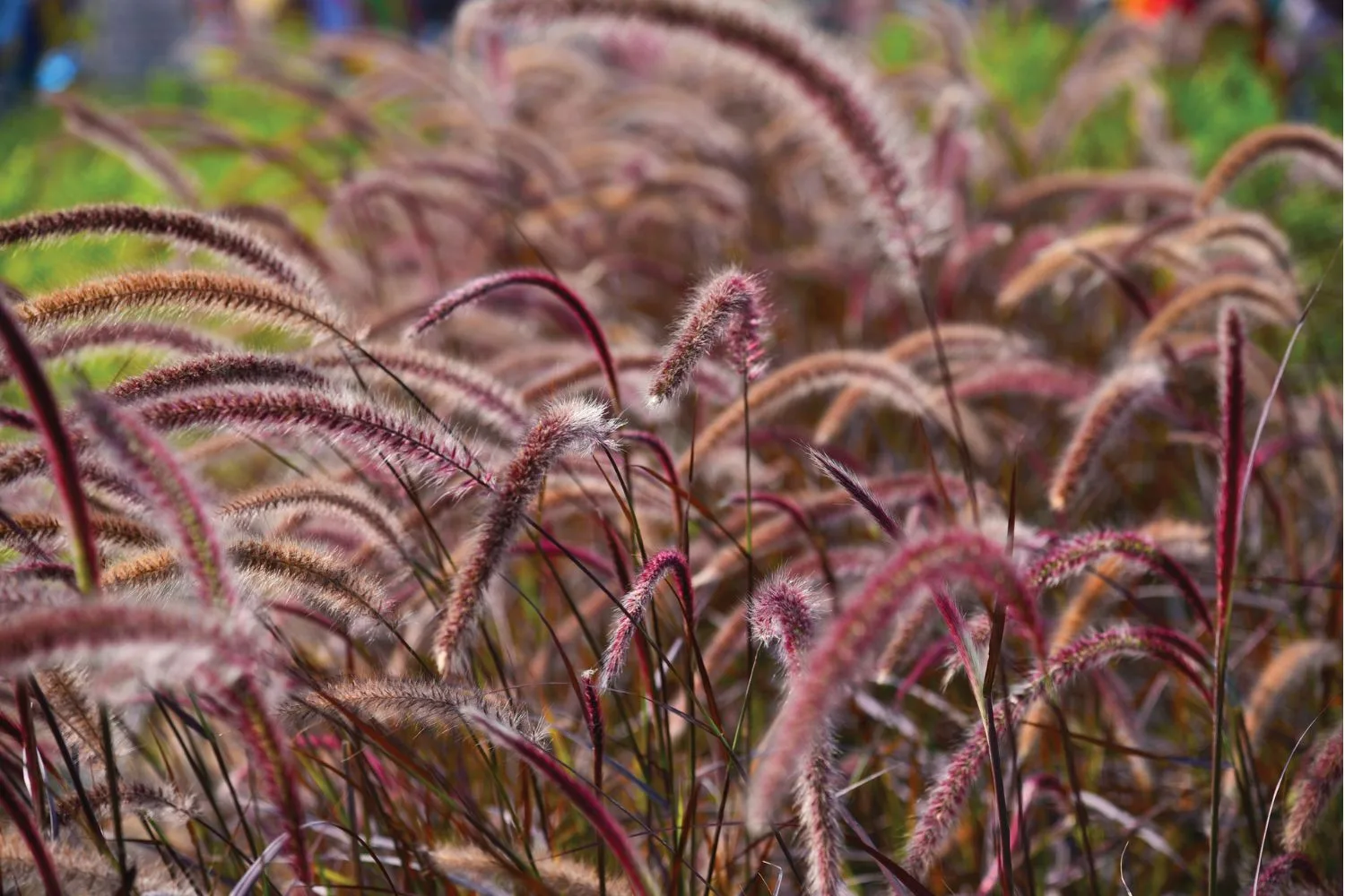 purple-fountain-grass