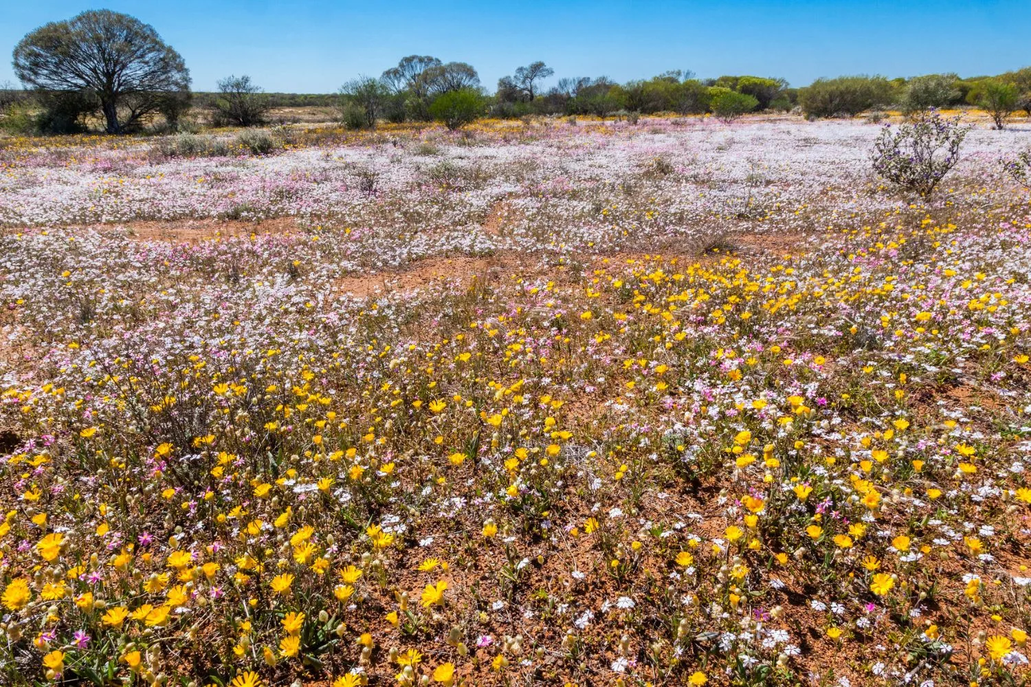 australian-wildflower-meadow-lawn