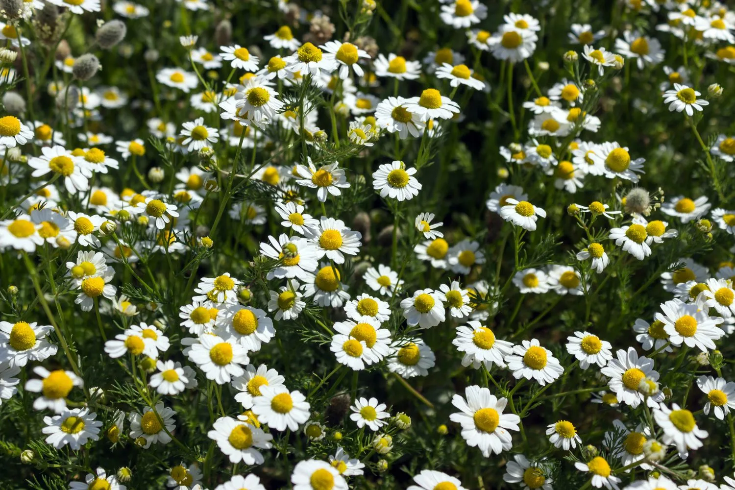 camomile-lawn-alternatives