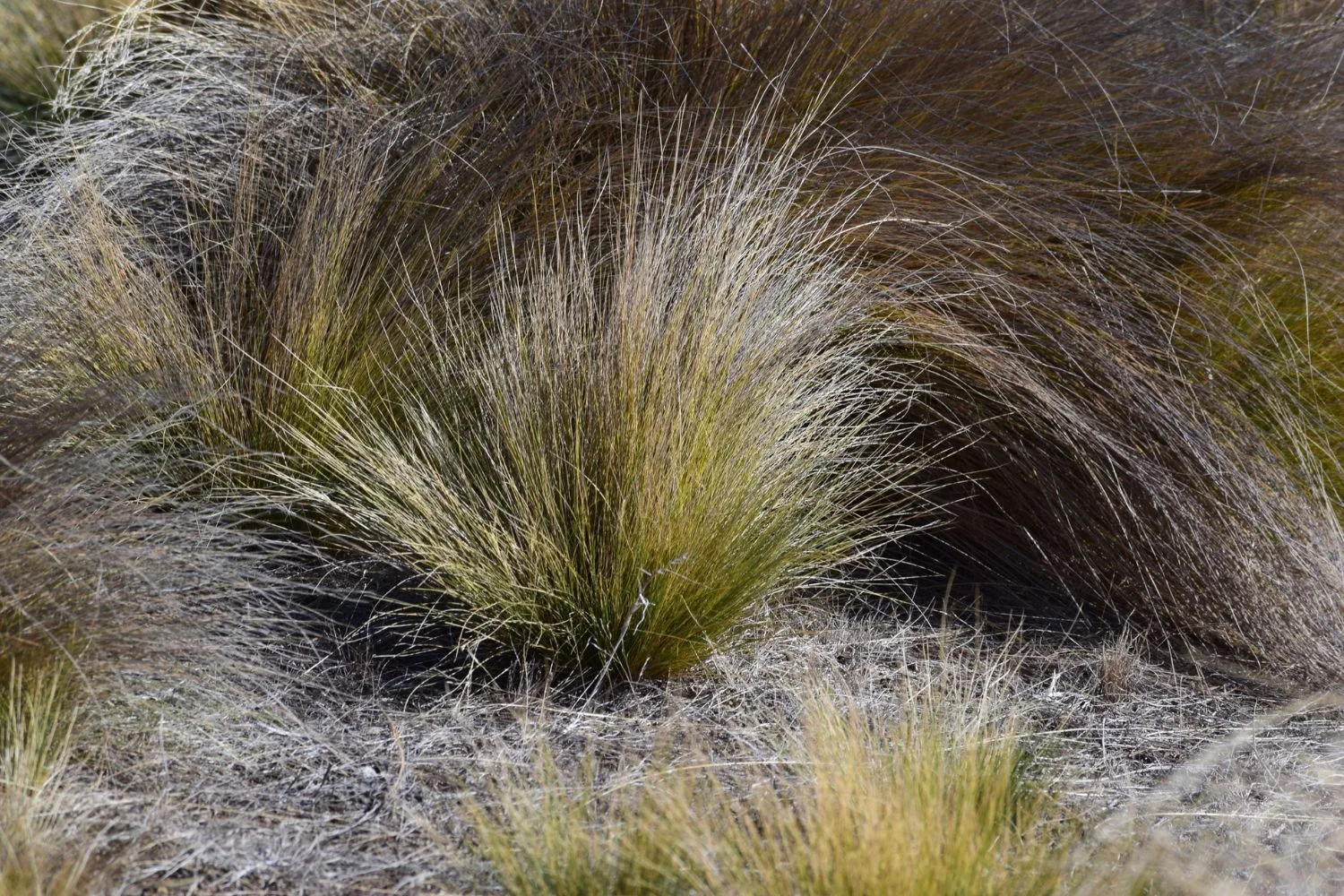 tussock-grass-lawn