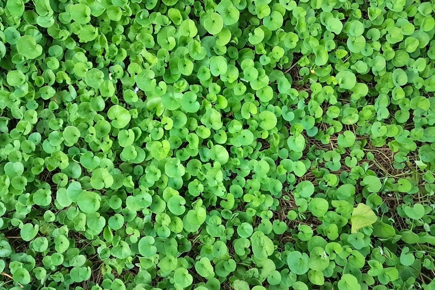 kidney-weed-lawn