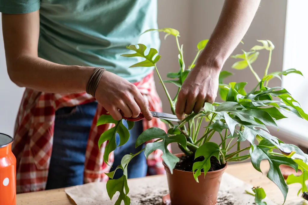 indoor gardening
