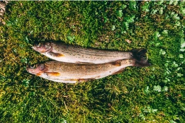 Why burying dead fish is the secret to healthy citrus trees