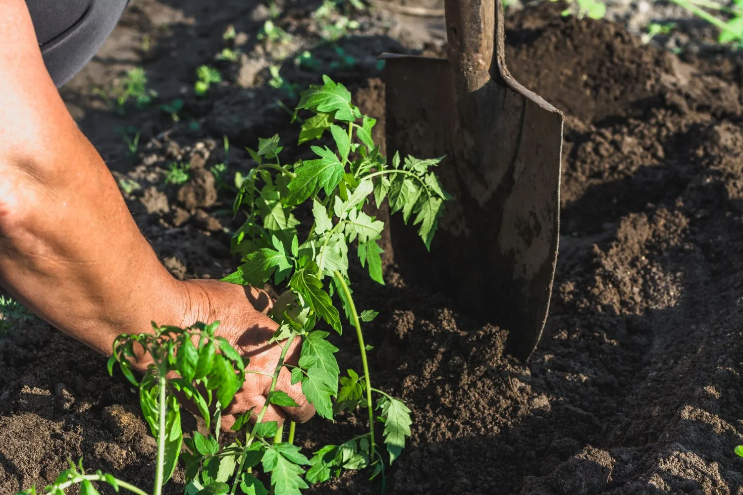 burying-fish-under-plants