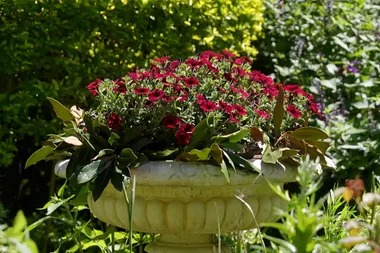 Graham’s gorgeous Christmas flower ideas