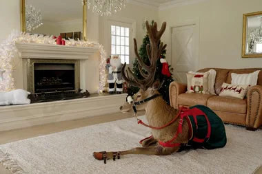Dr Harry meets Christmas reindeers