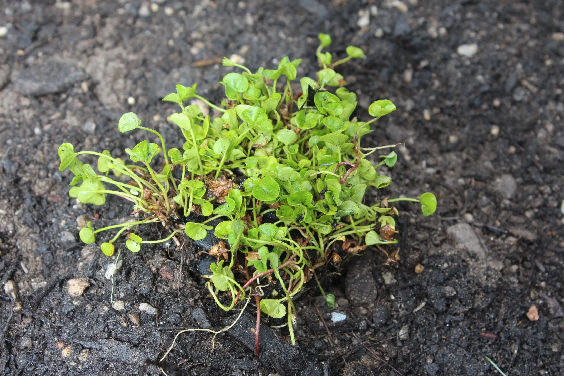 Skip mowing: here’s how to plant a native lawn that’s way better than normal turf