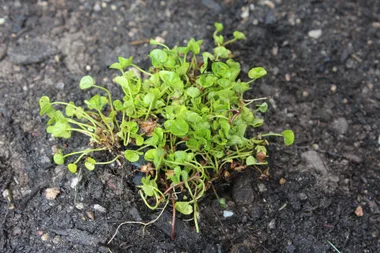Skip mowing: here’s how to plant a native lawn that’s way better than normal turf