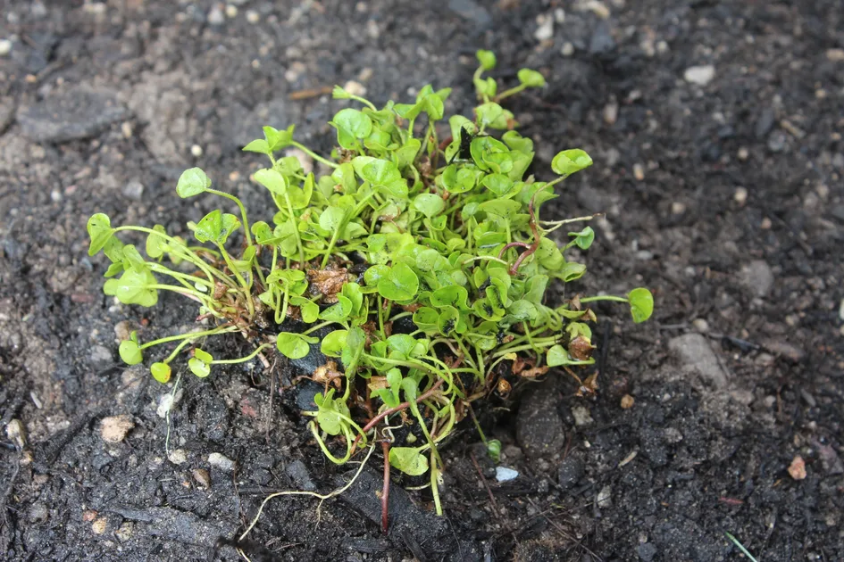 Native Lawn Alternatives: Aussie Plants for a Unique Yard