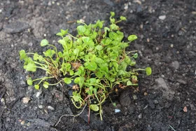 Skip mowing: here’s how to plant a native lawn that’s way better than normal turf