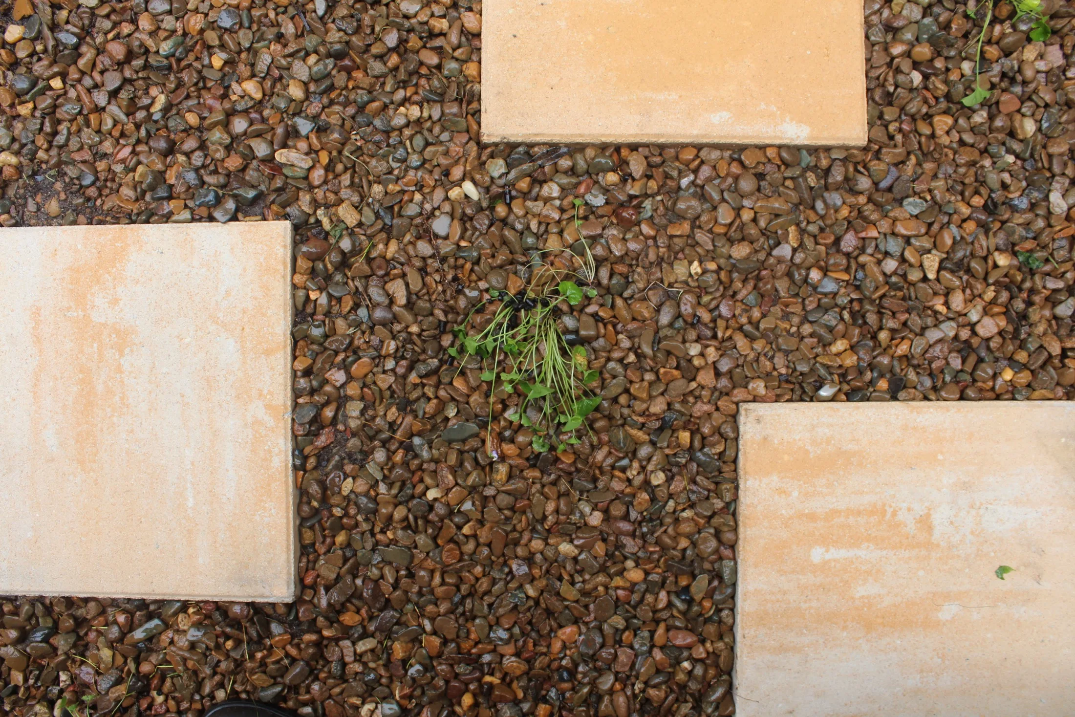 Native violet can be a grass alternative and makes a great plant between steppers too.