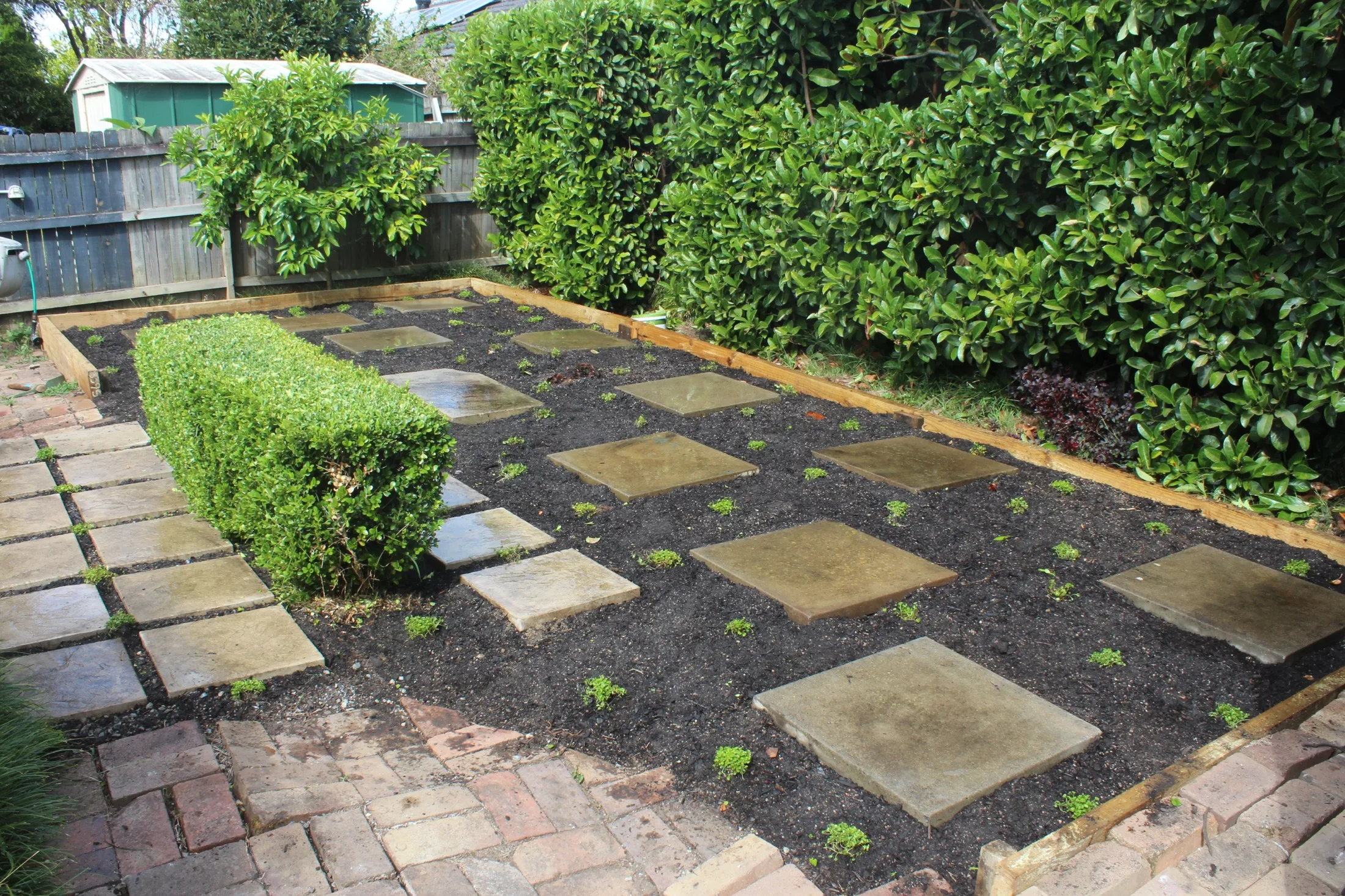 Dichondra is a great native lawn alternative.