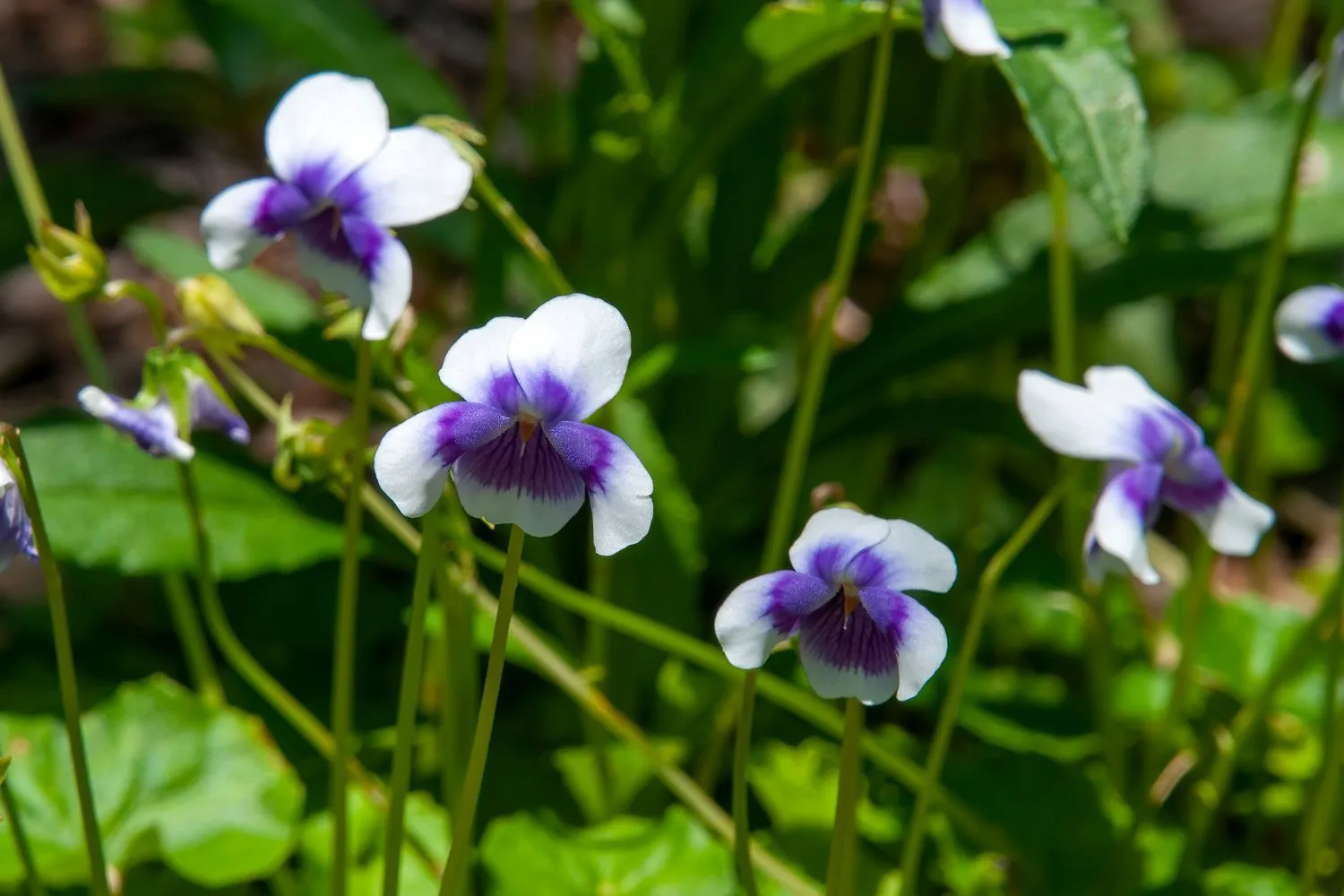 Australian native violet is a soft and pretty lawn alternative.
