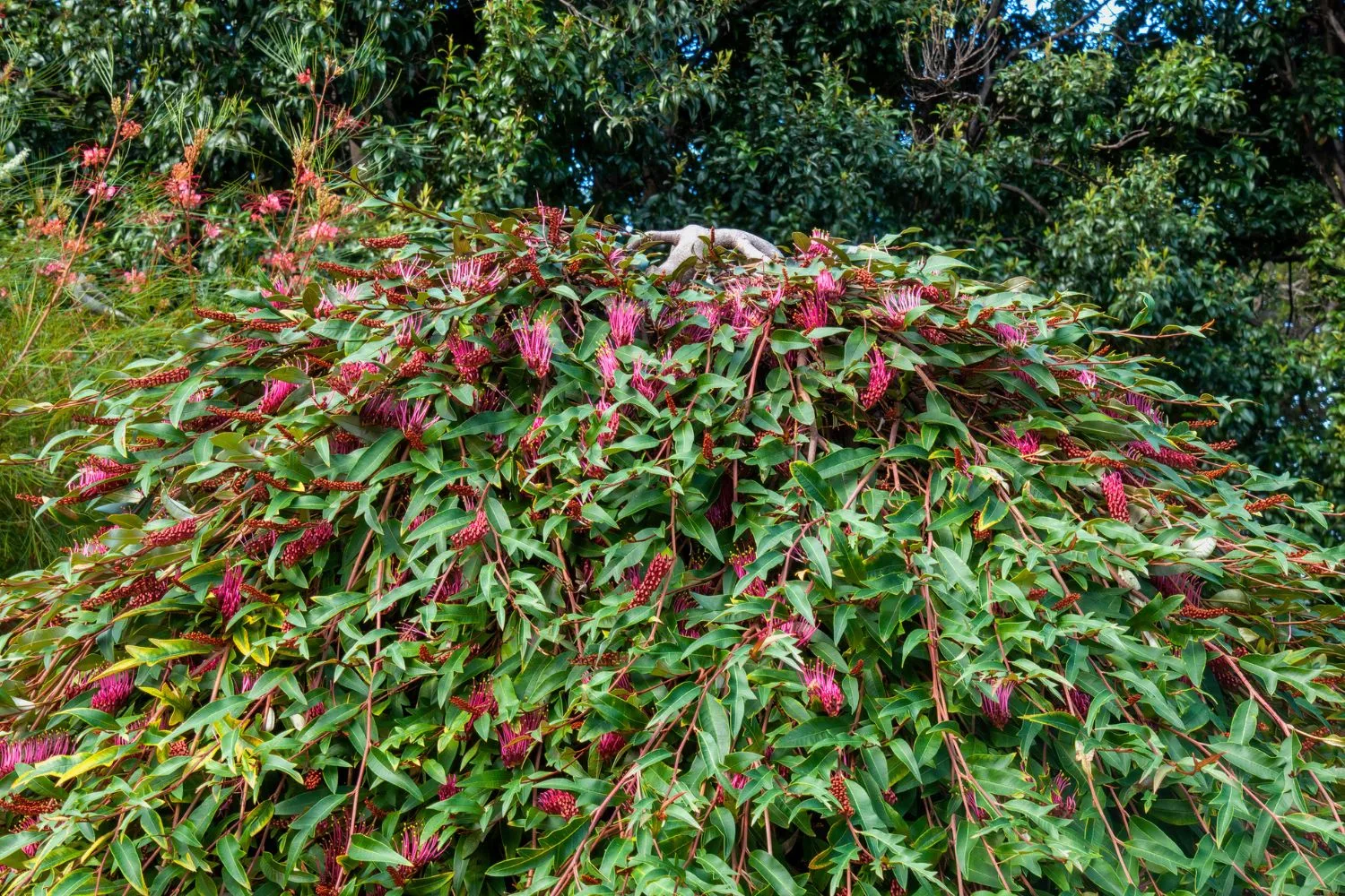 Creeping grevillea is an Australian native that can be used as a grass alternative for parts of your lawn.