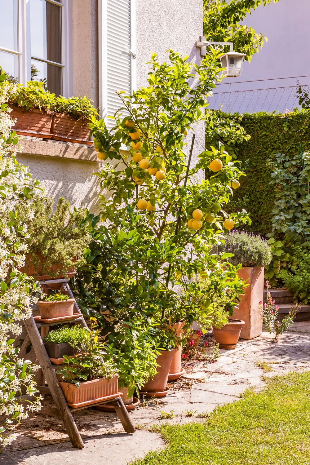 A potted lemon tree in a garden.
