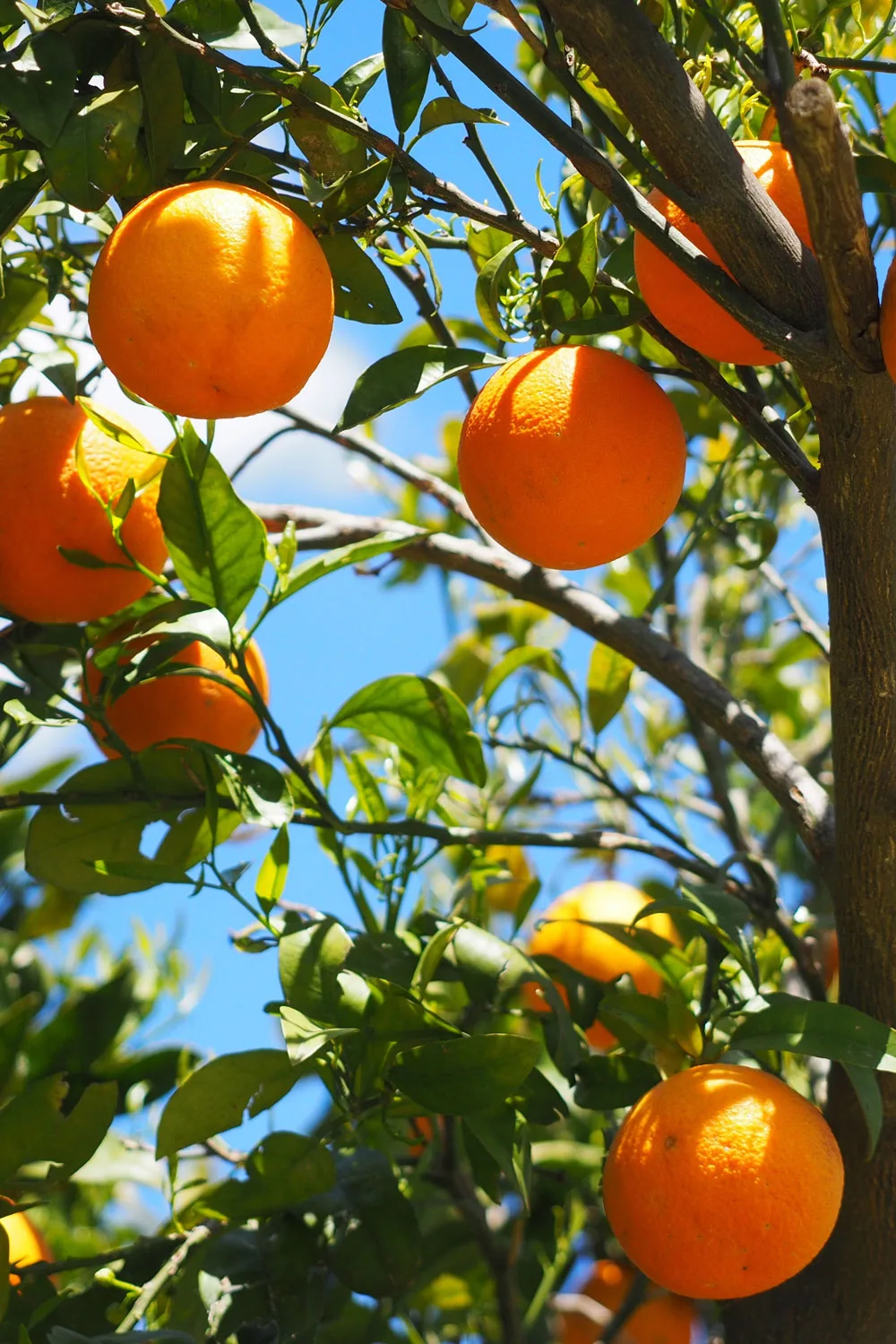 Orange citrus tree.