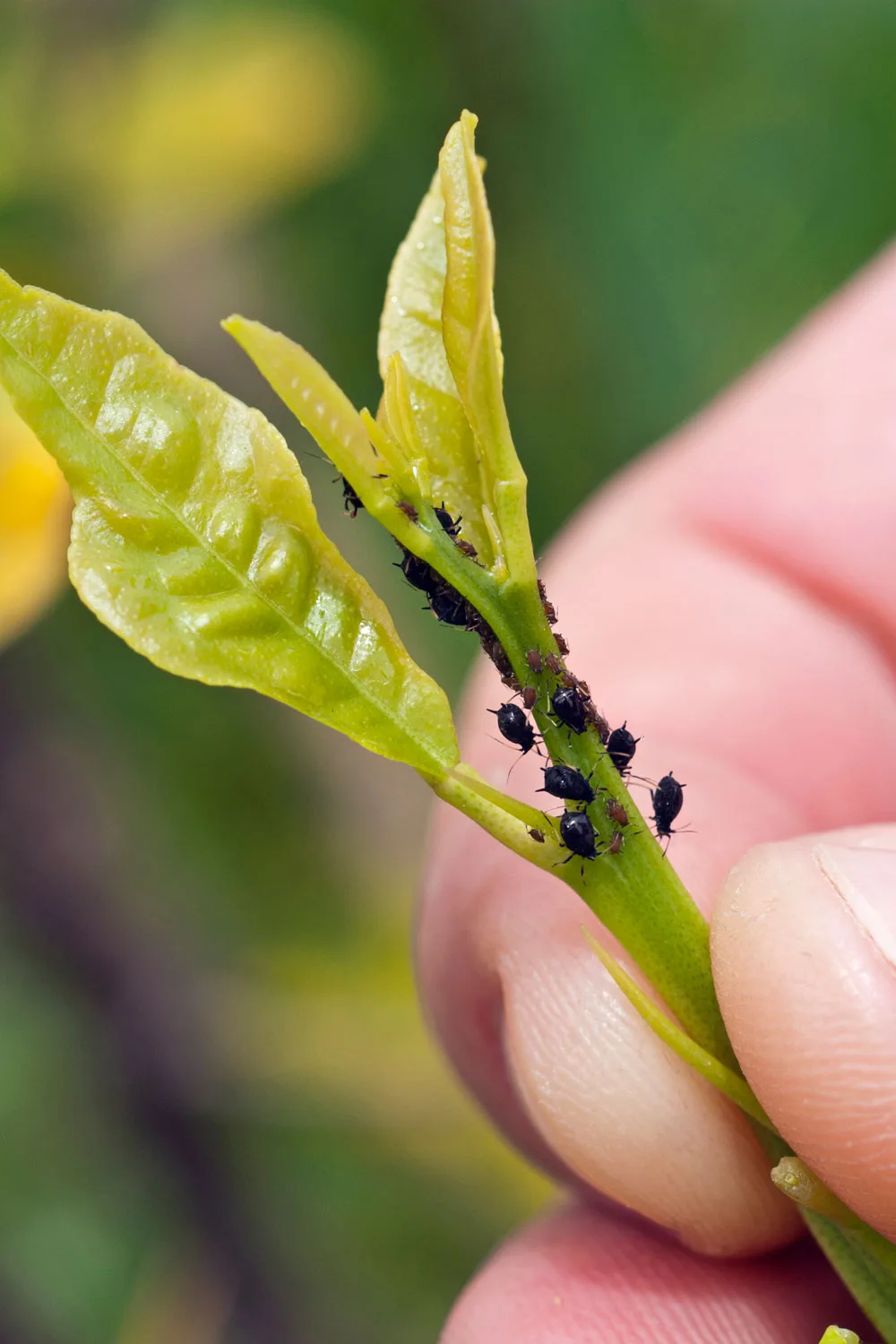Black aphids on a citrus shoot.