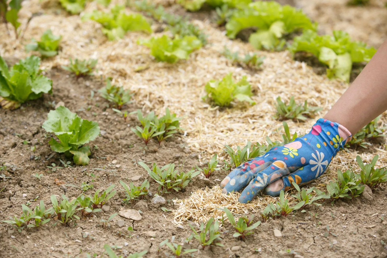 Sugar cane mulch is often considered cheap and effective.