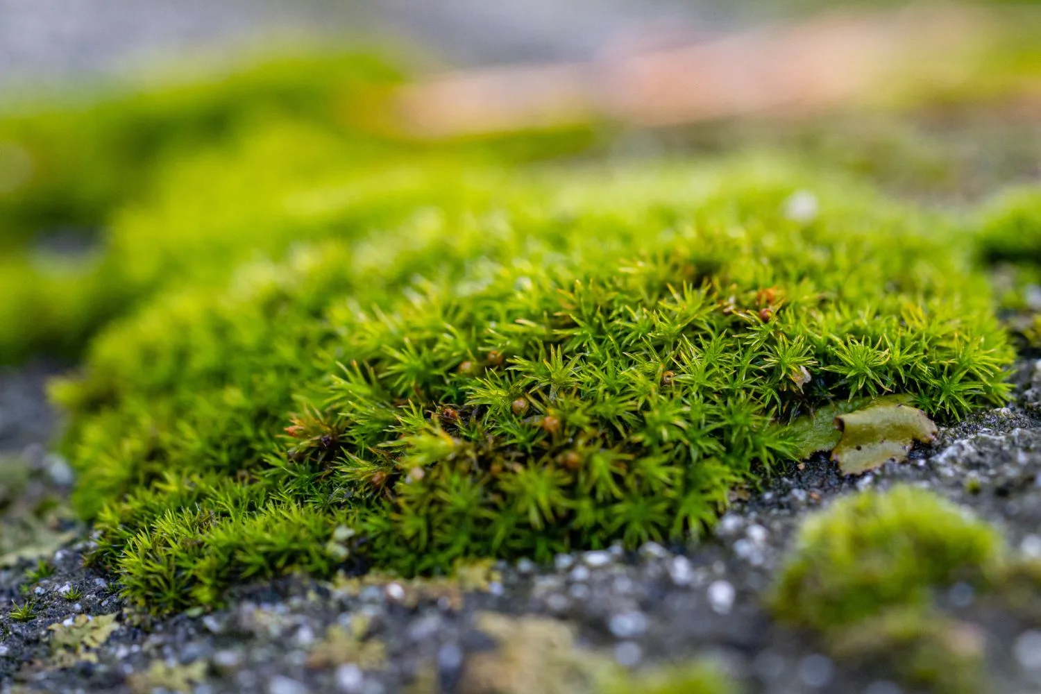 moss-lawn