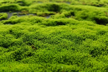 How to grow and care for a moss lawn