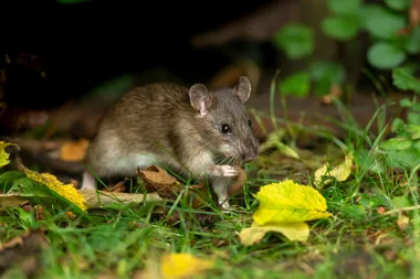 The one thing you’re doing with your hedges that may be attracting rats