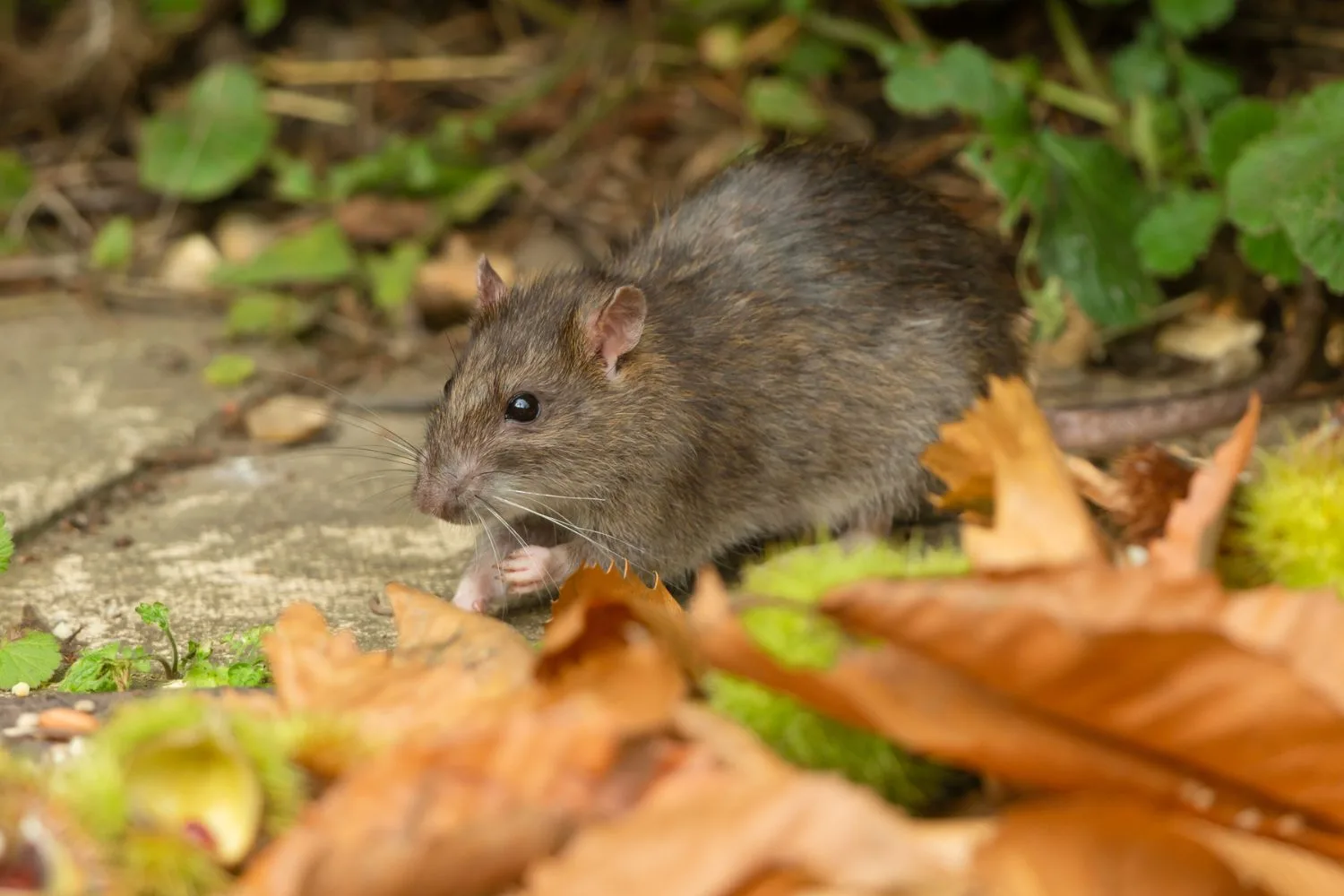 rats-under-hedge