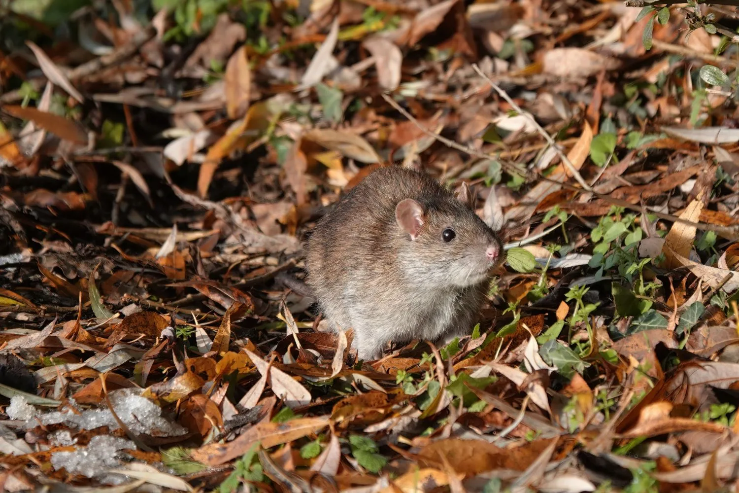 rat-in-garden