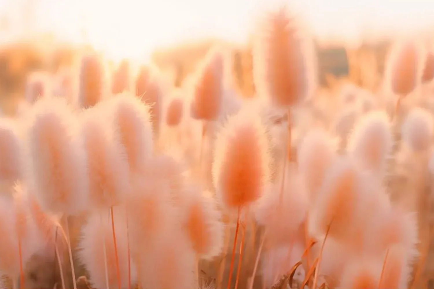 The Pantone colour of the year has been announced