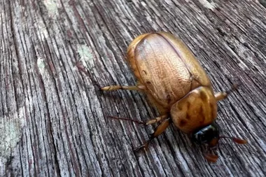 The invasive beetle that’s ruining your lawn, and Christmas beetles too
