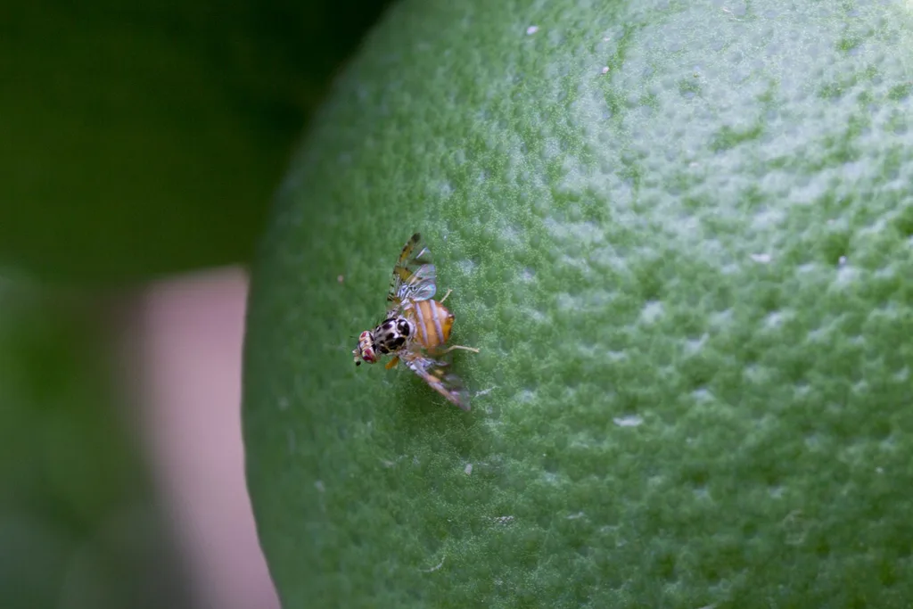 fruit flies on citrus