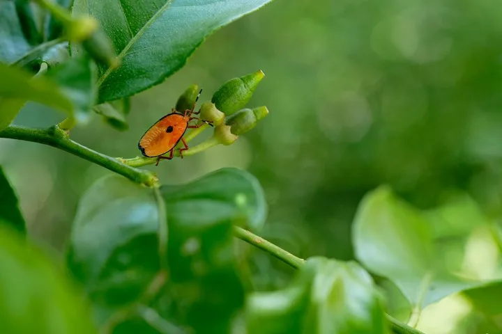 stinkbugs on citrus