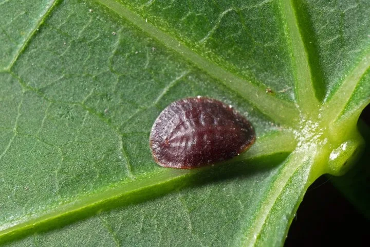 scale