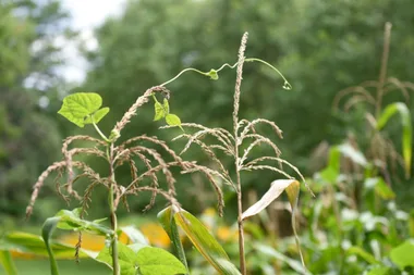 The Three Sisters planting method: growing your plants in companionship
