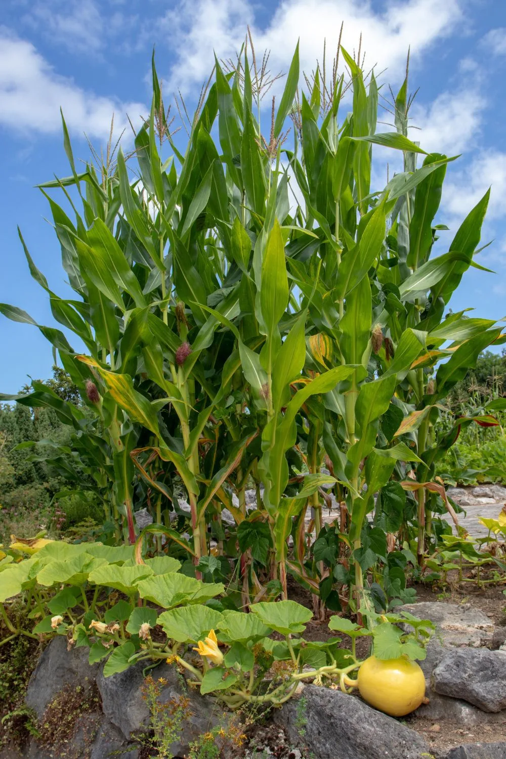 Companion planting methods, including Three Sisters, allows different plants to support each other.